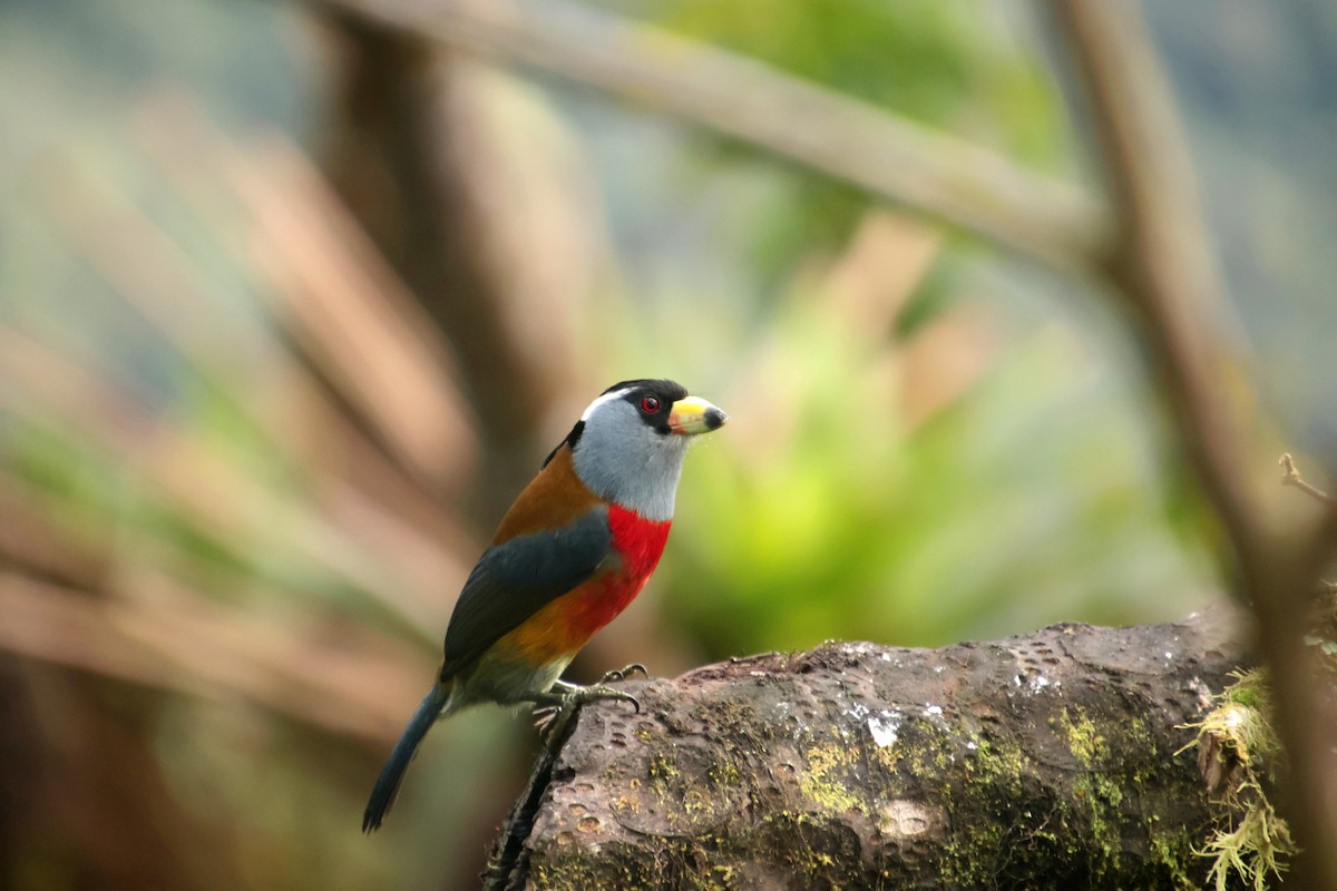 Toucan Barbet - ML644704355