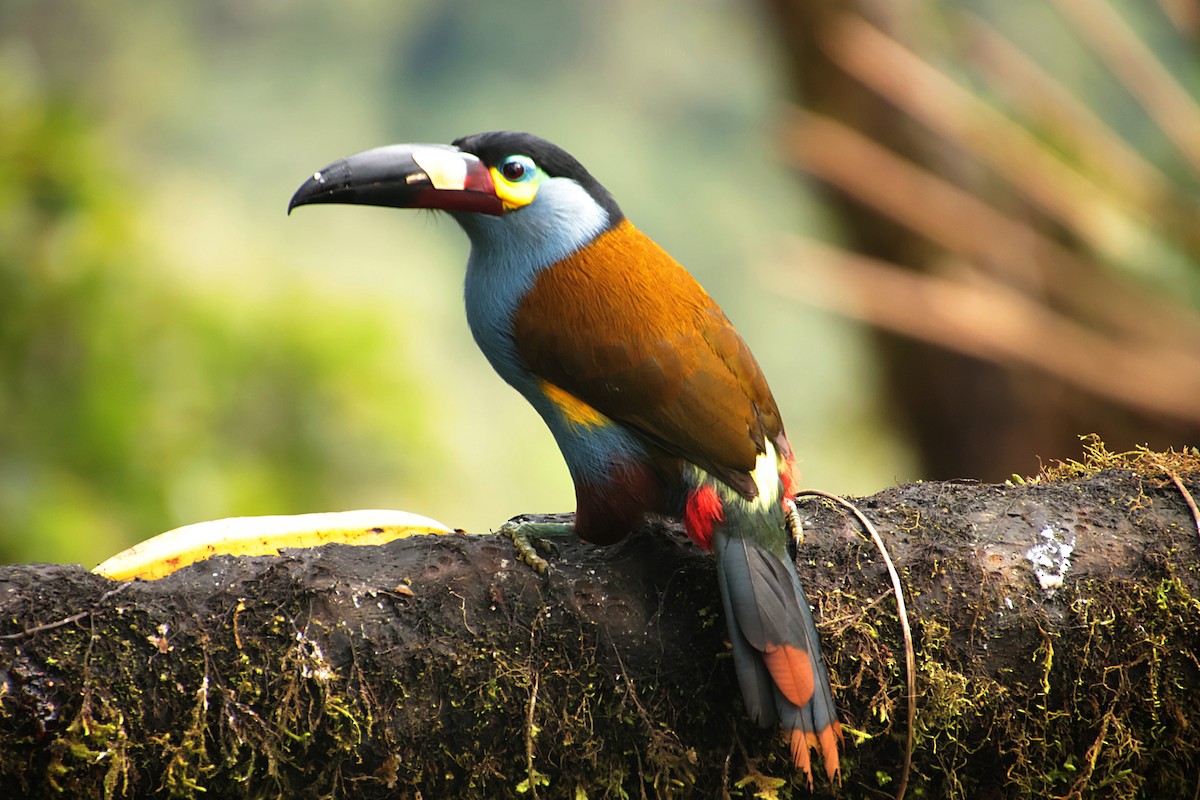 Plate-billed Mountain-Toucan - ML644704358