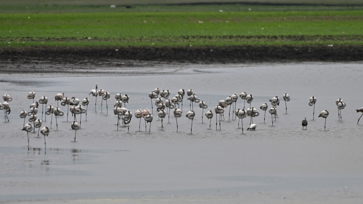 Flamenko handia - ML644704364