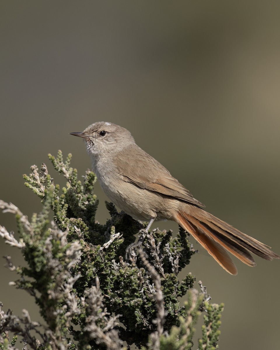 Sharp-billed Canastero - ML644704365