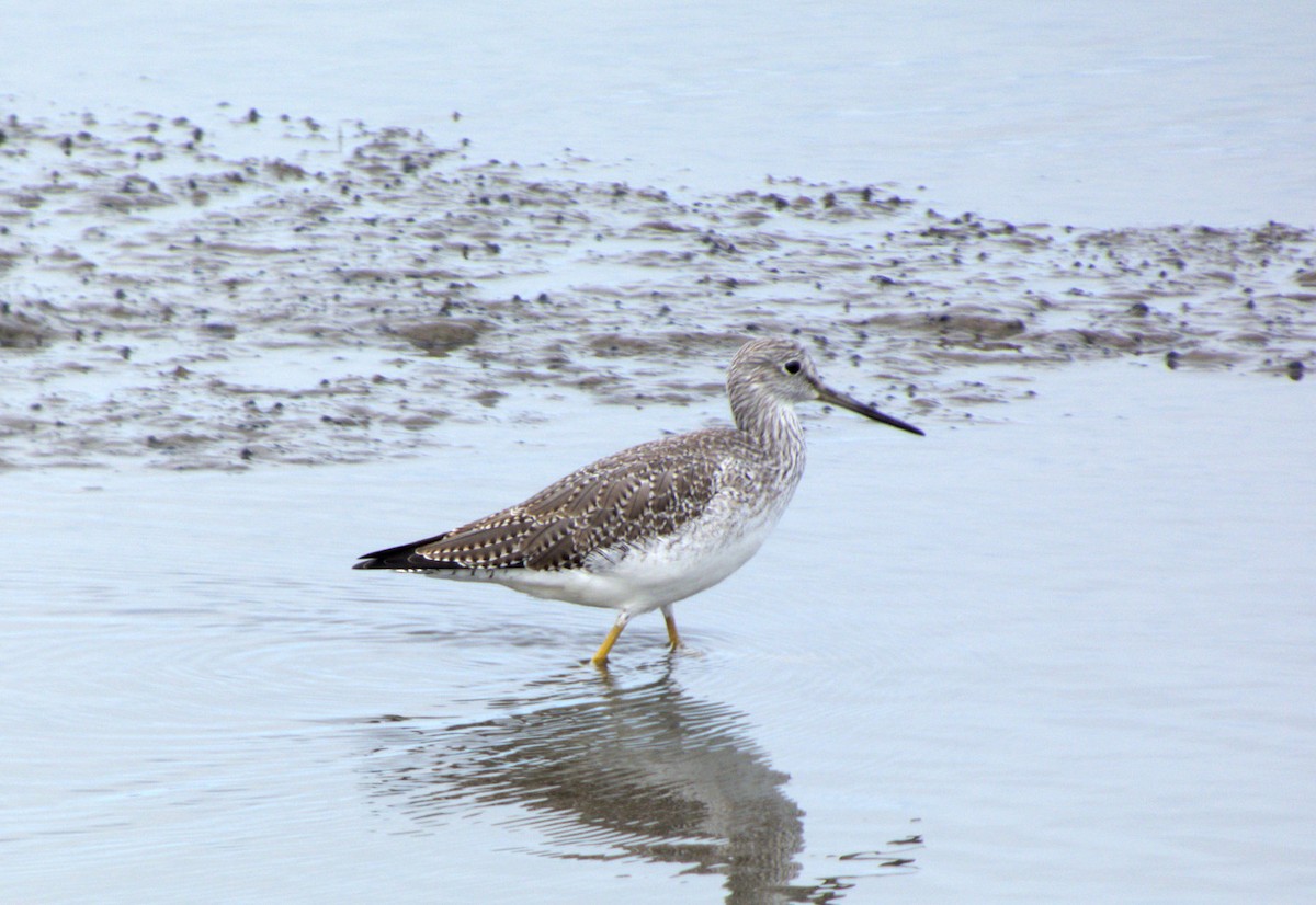 Greater Yellowlegs - ML644704383