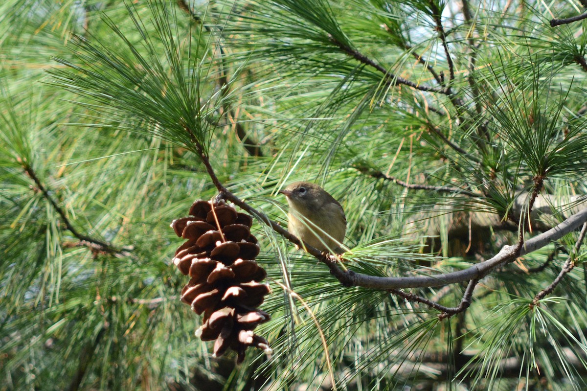 Pine Warbler - ML644704385