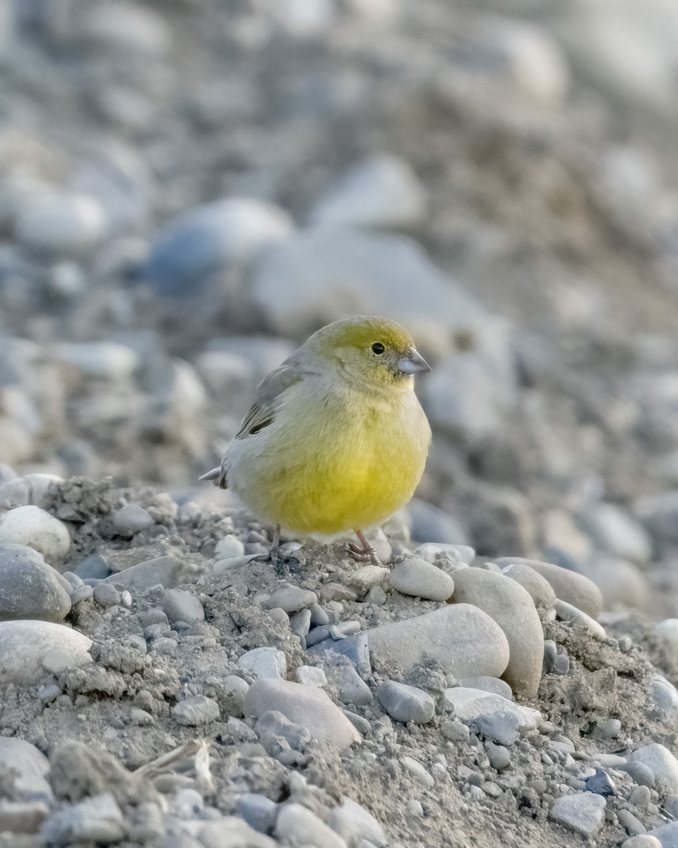 Patagonian Yellow-Finch - ML644704404