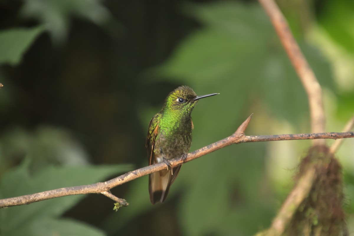 Buff-tailed Coronet - ML644704410