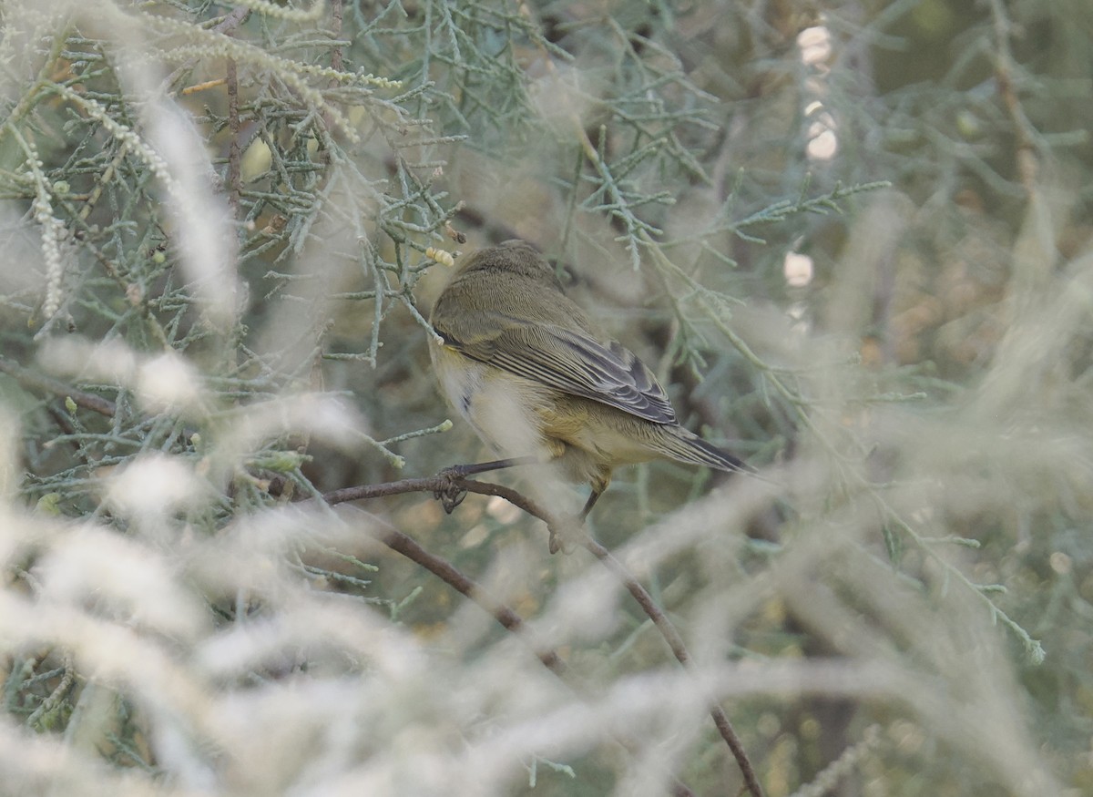 Урианхайн дууч шувуу - ML644704416