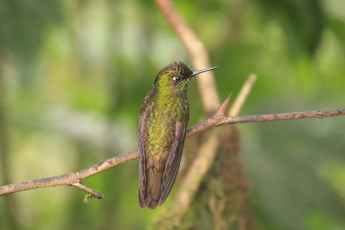 Buff-tailed Coronet - ML644704421