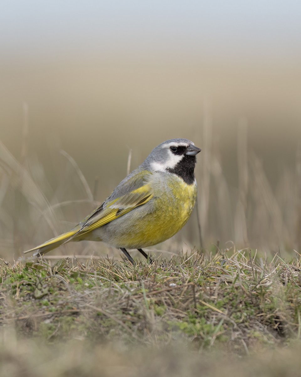 White-bridled Finch (Fuegian) - ML644704424