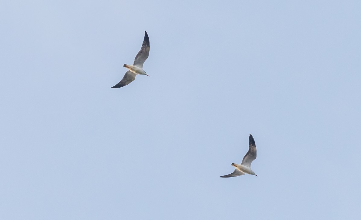 Hint Martısı - ML644704426