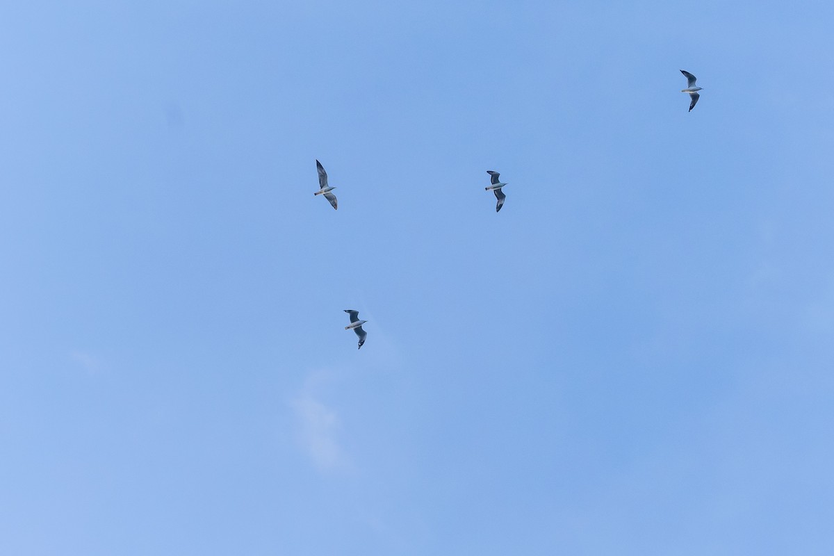 Hint Martısı - ML644704427