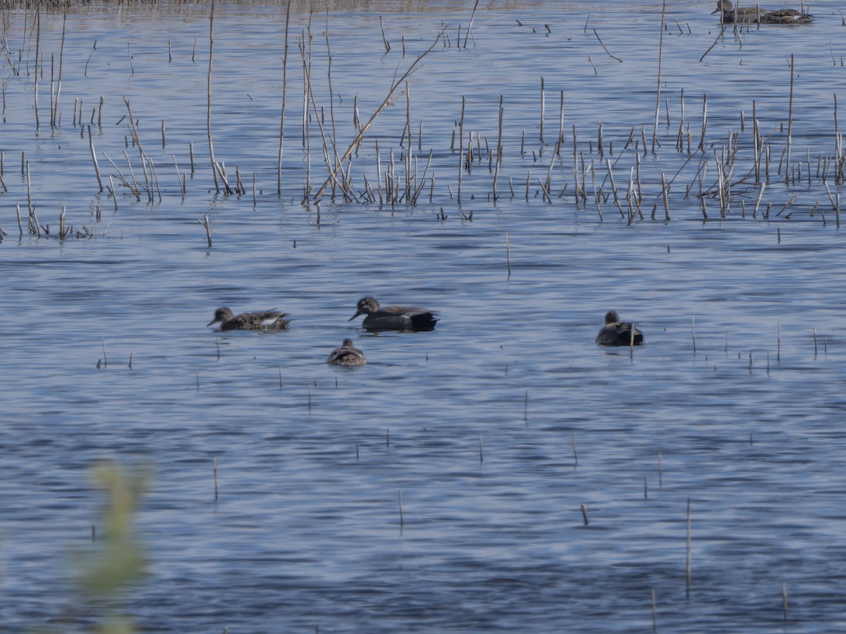 オカヨシガモ - ML644704429