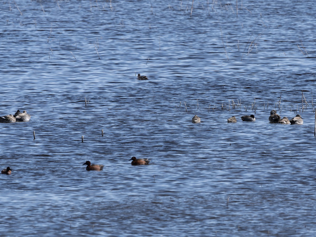 オカヨシガモ - ML644704430