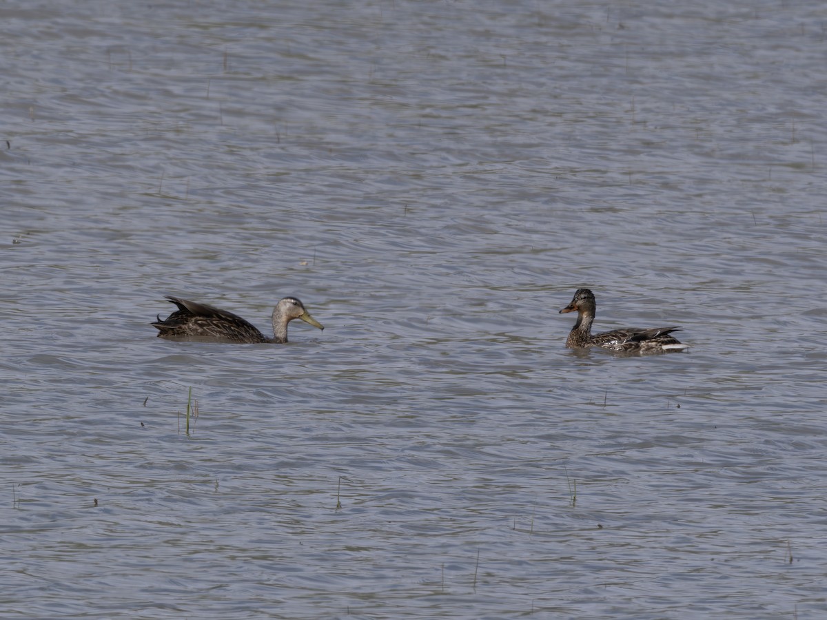 Mexican Duck - ML644704440