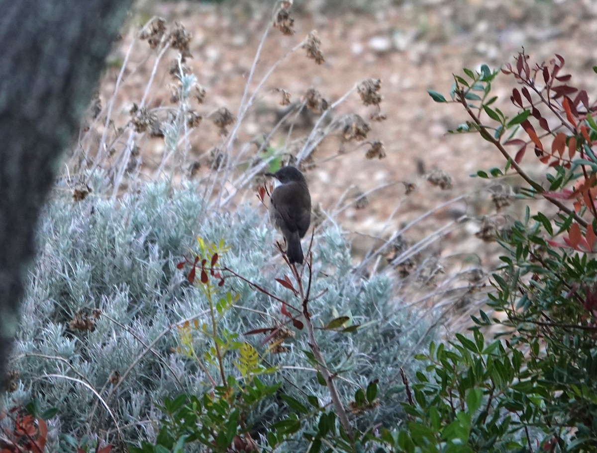 Sardinian Warbler - ML644704450