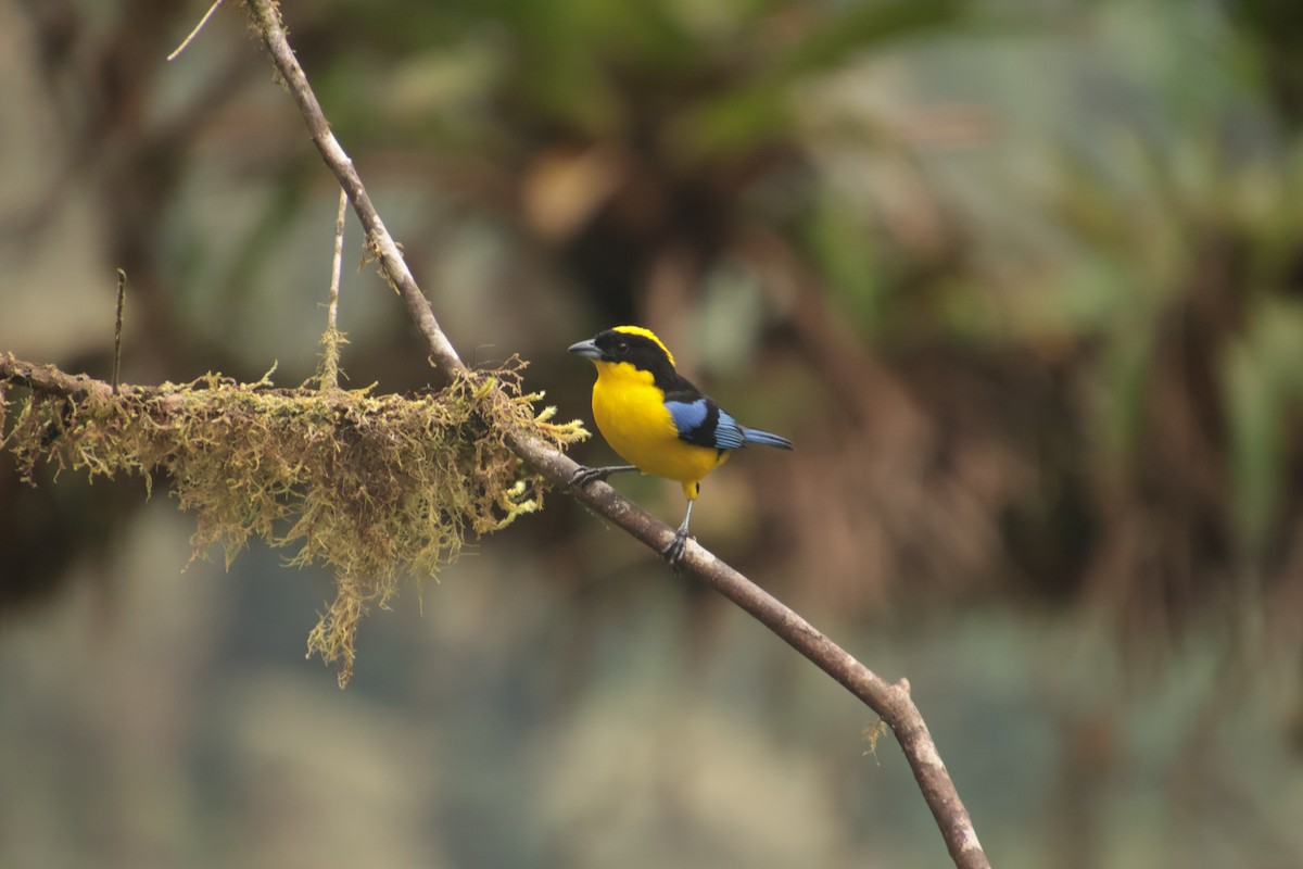 Blue-winged Mountain Tanager - ML644704453