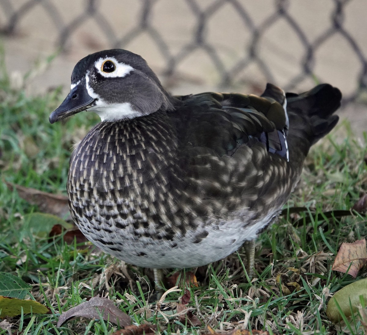 Каролінка - ML644704455