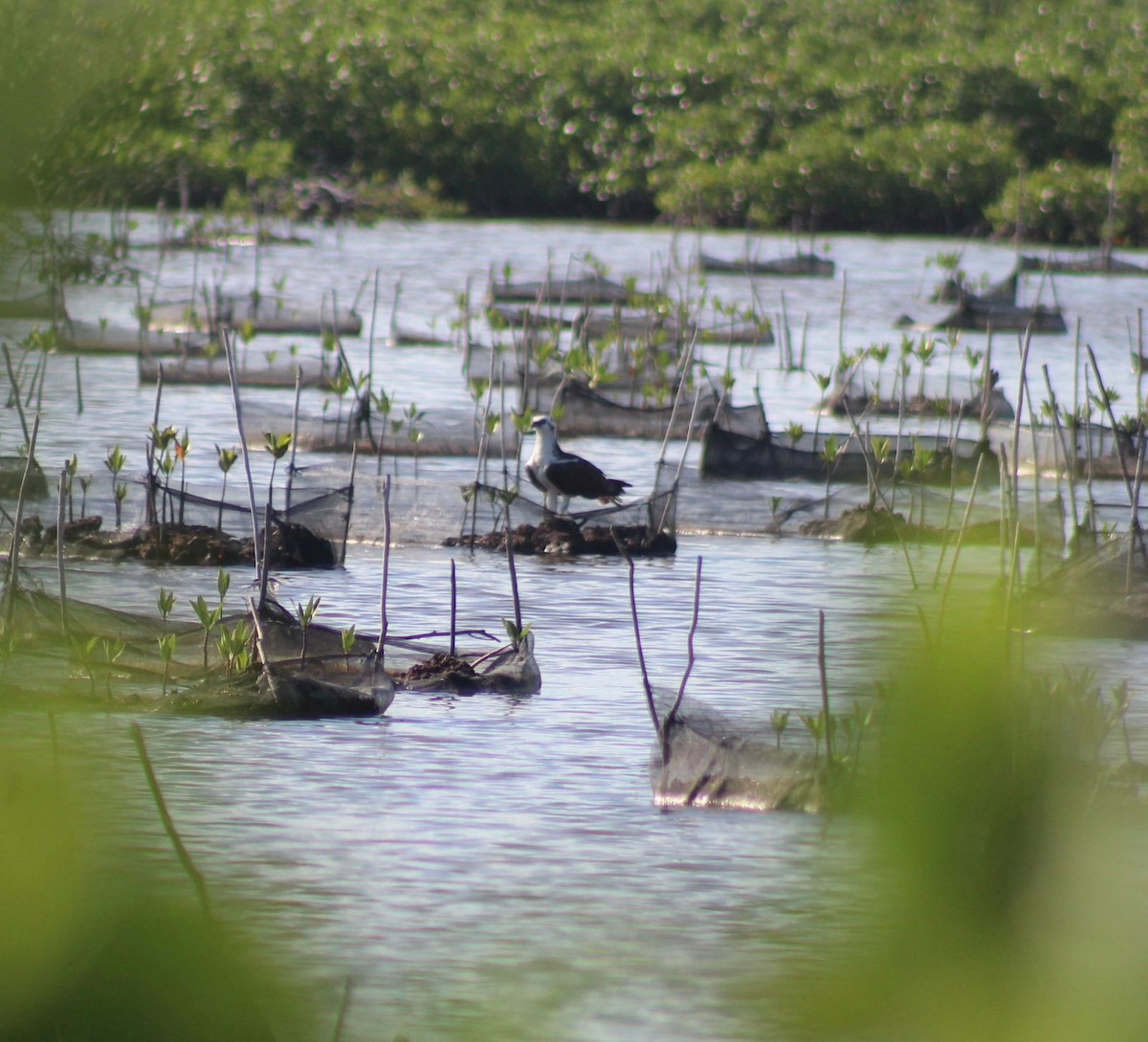 Balbuzard pêcheur - ML644704457