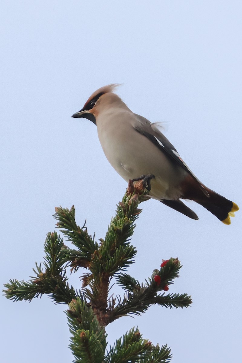 Bohemian Waxwing - ML644704462