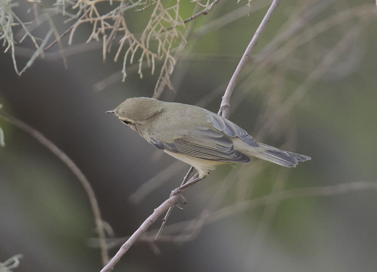 Урианхайн дууч шувуу - ML644704465