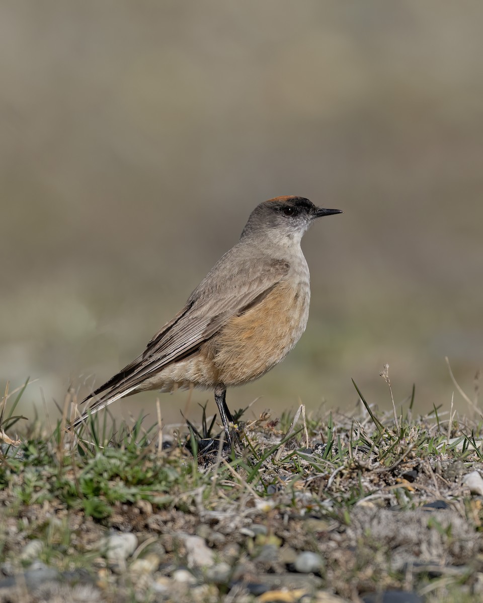 チャバライワタイランチョウ - ML644704467