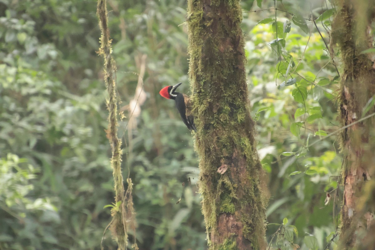 Powerful Woodpecker - ML644704471