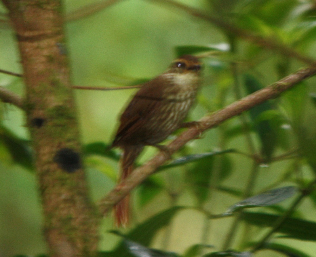 Anabate à sourcils fauves - ML644704474