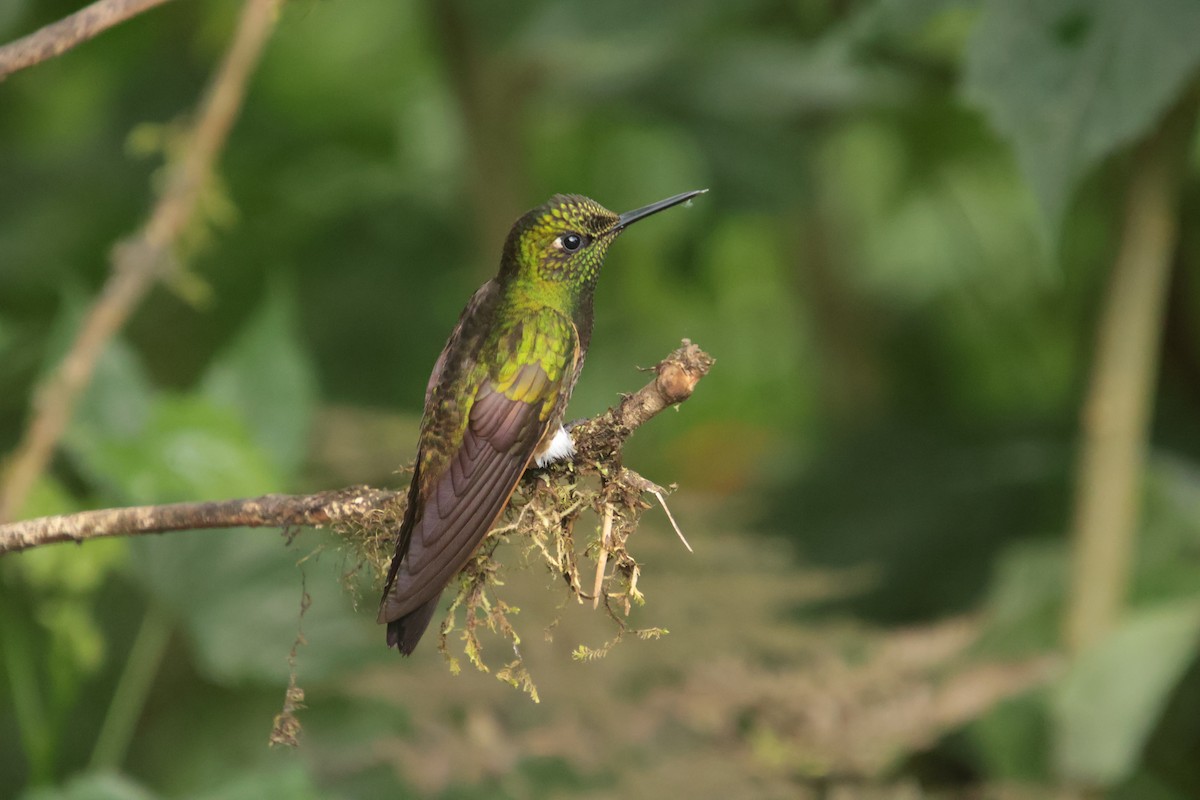 Buff-tailed Coronet - ML644704477