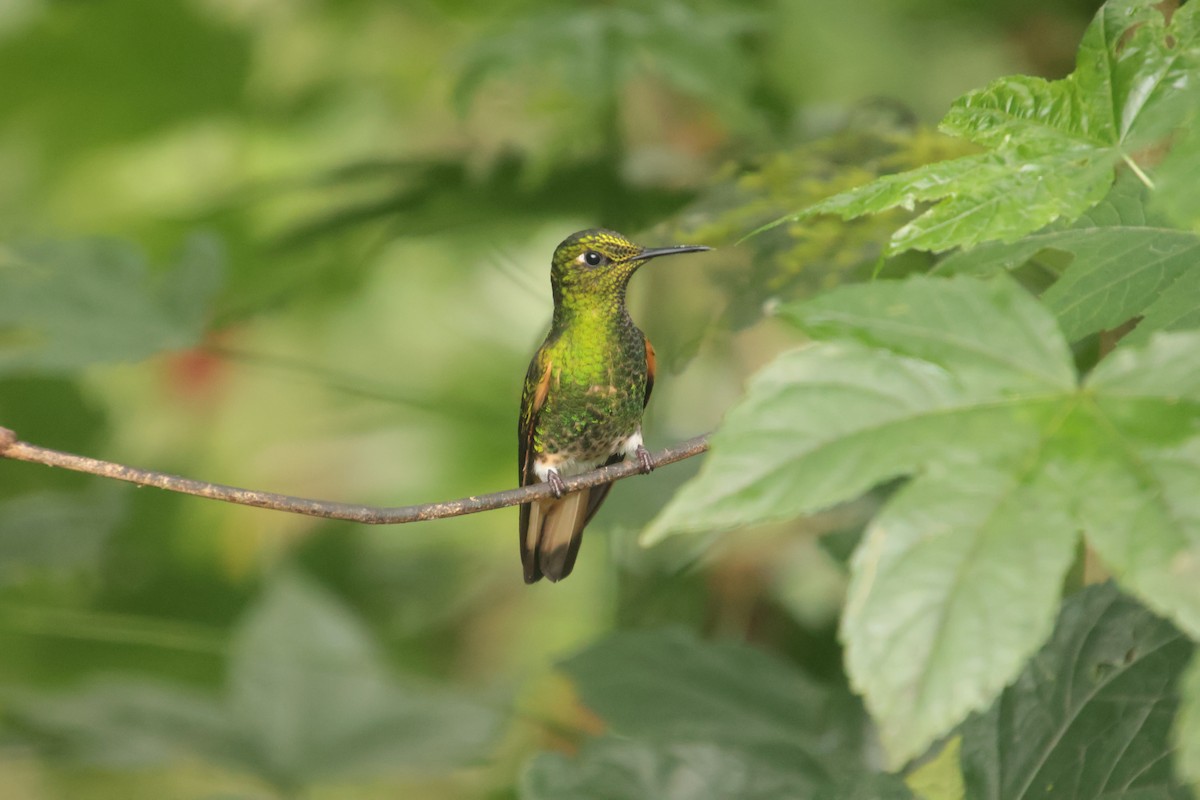 Buff-tailed Coronet - ML644704478