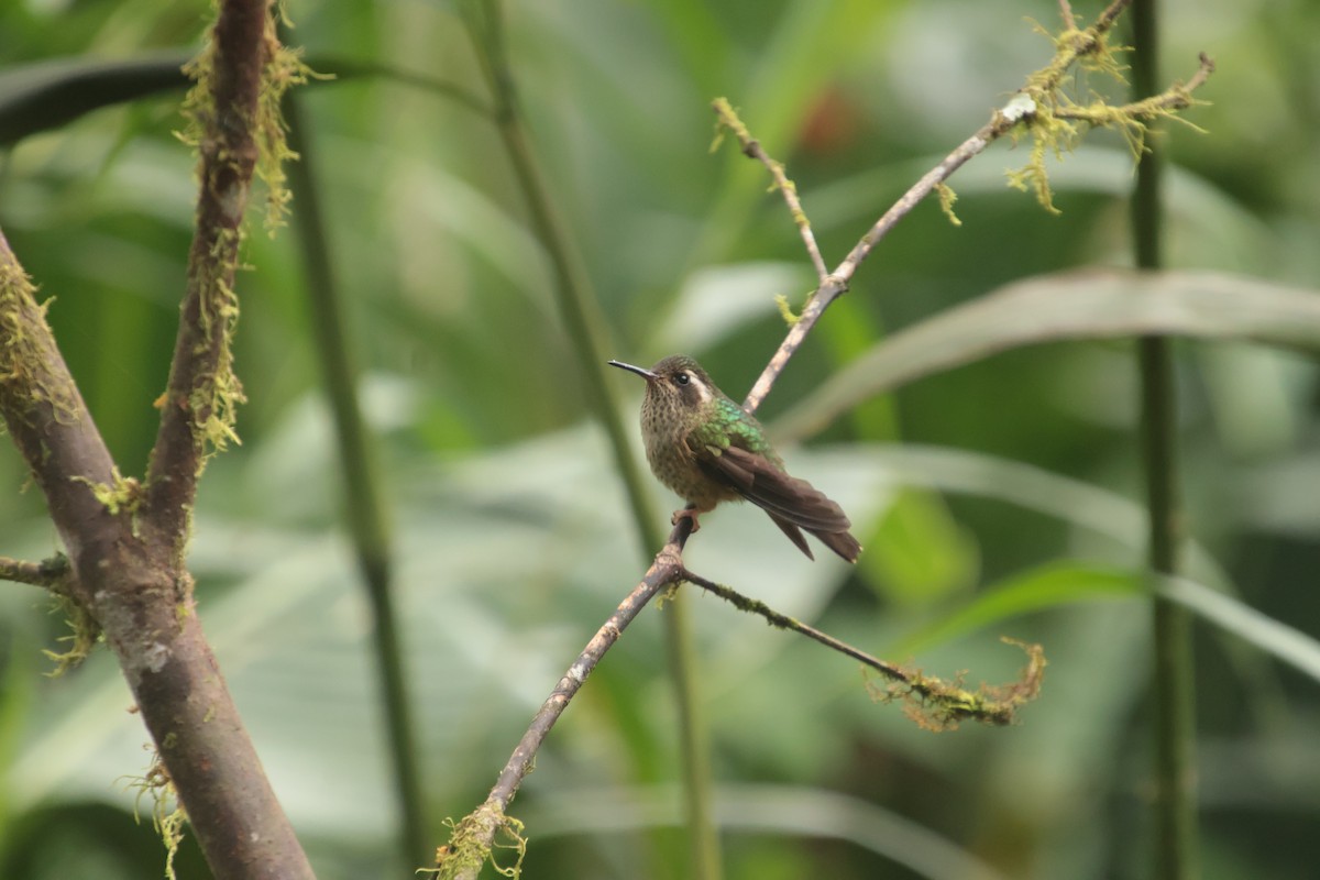 Speckled Hummingbird - ML644704499
