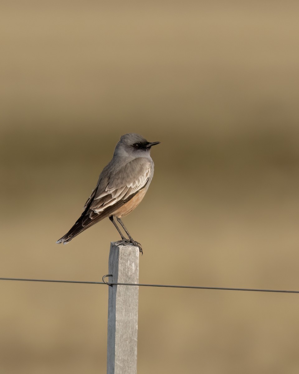 Chocolate-vented Tyrant - ML644704504