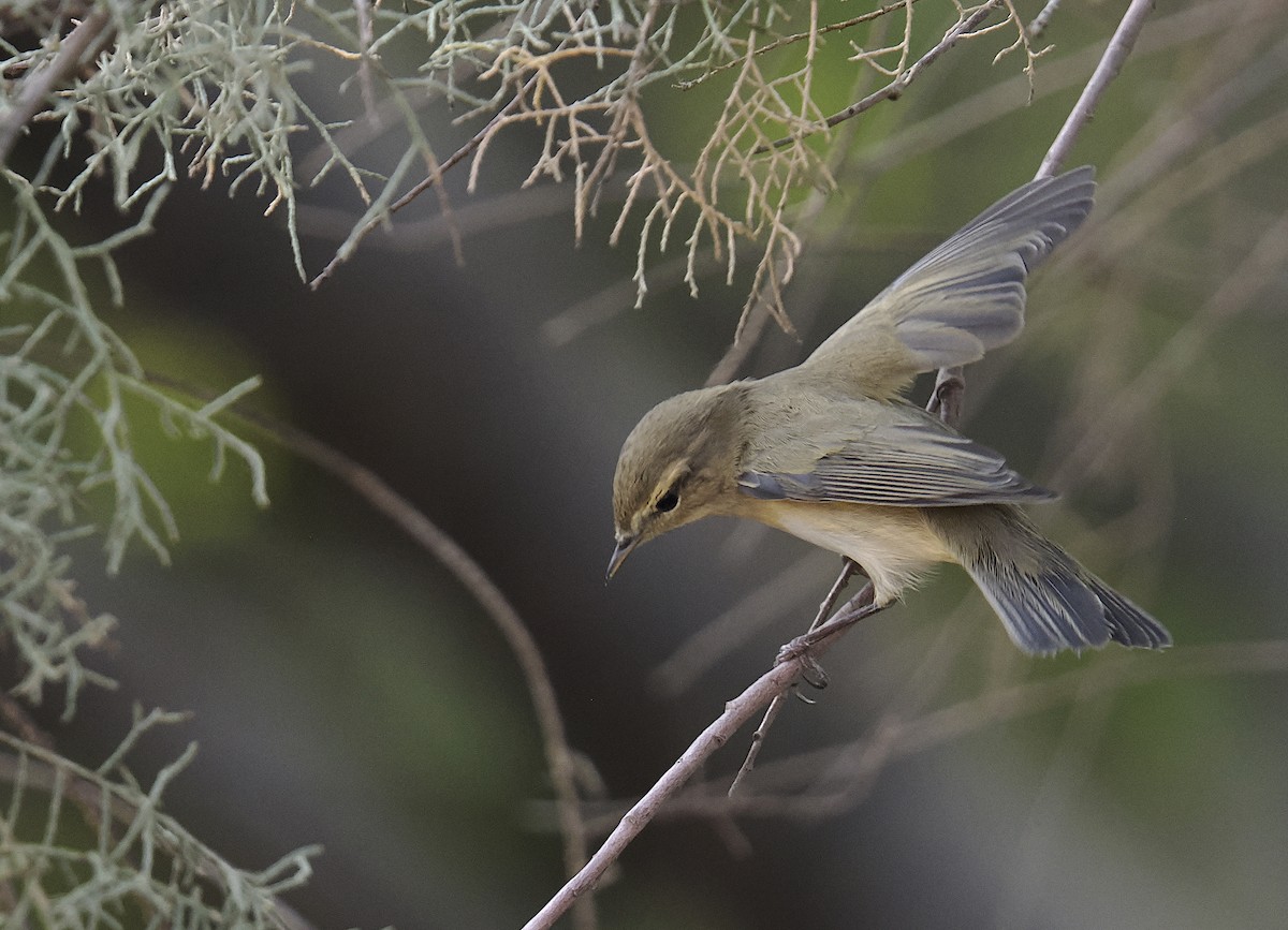 Урианхайн дууч шувуу - ML644704506