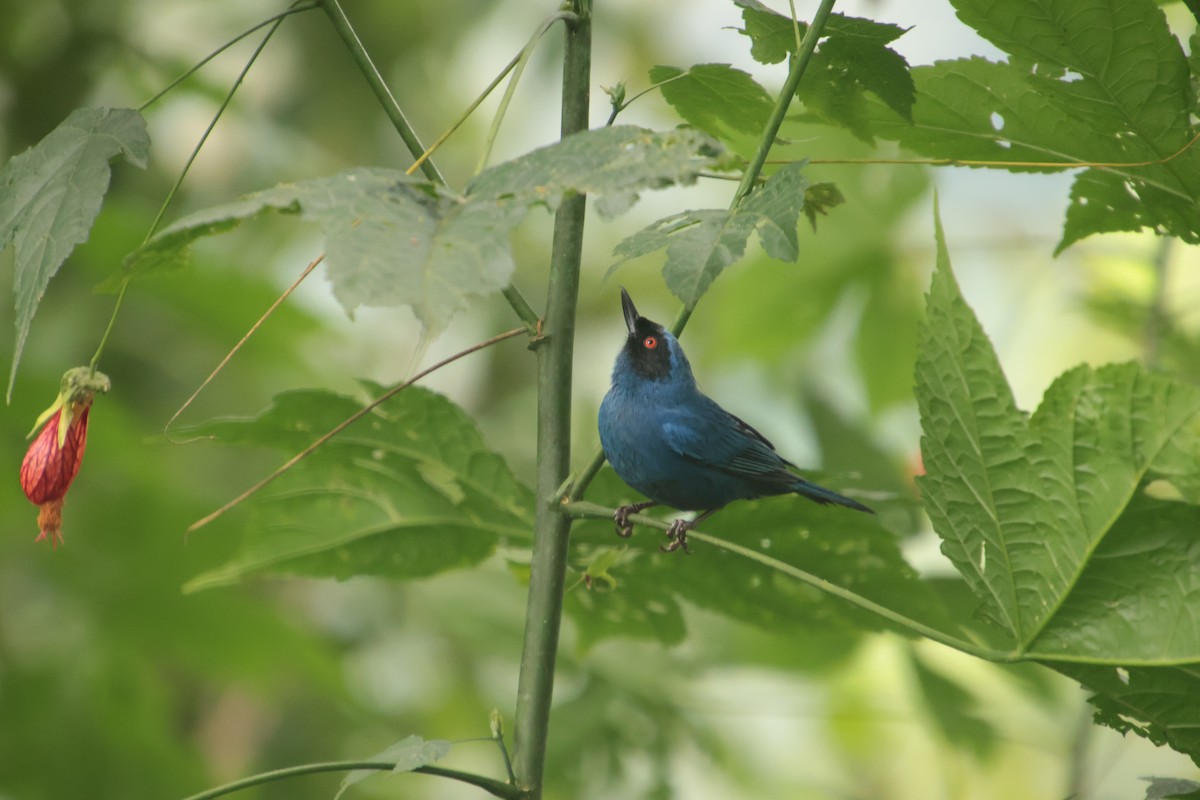 Masked Flowerpiercer - ML644704507
