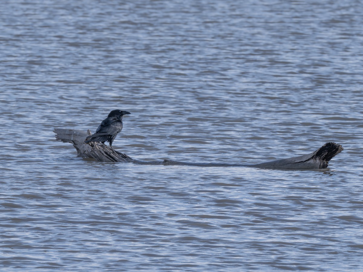 Chihuahuan Raven - ML644704519
