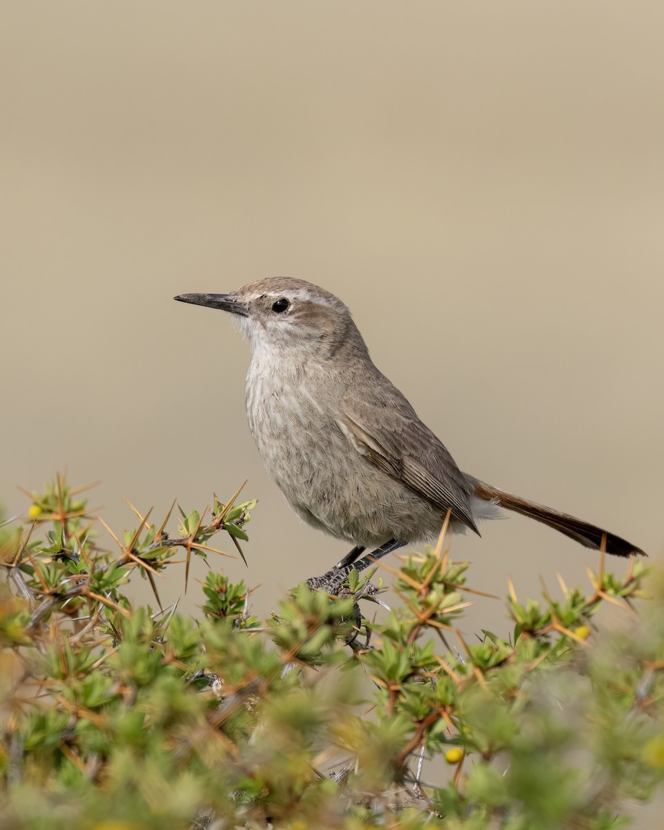 Band-tailed Earthcreeper - ML644704523