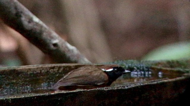 Black-breasted Gnateater - ML644704526