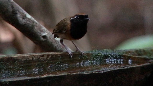 Black-breasted Gnateater - ML644704527