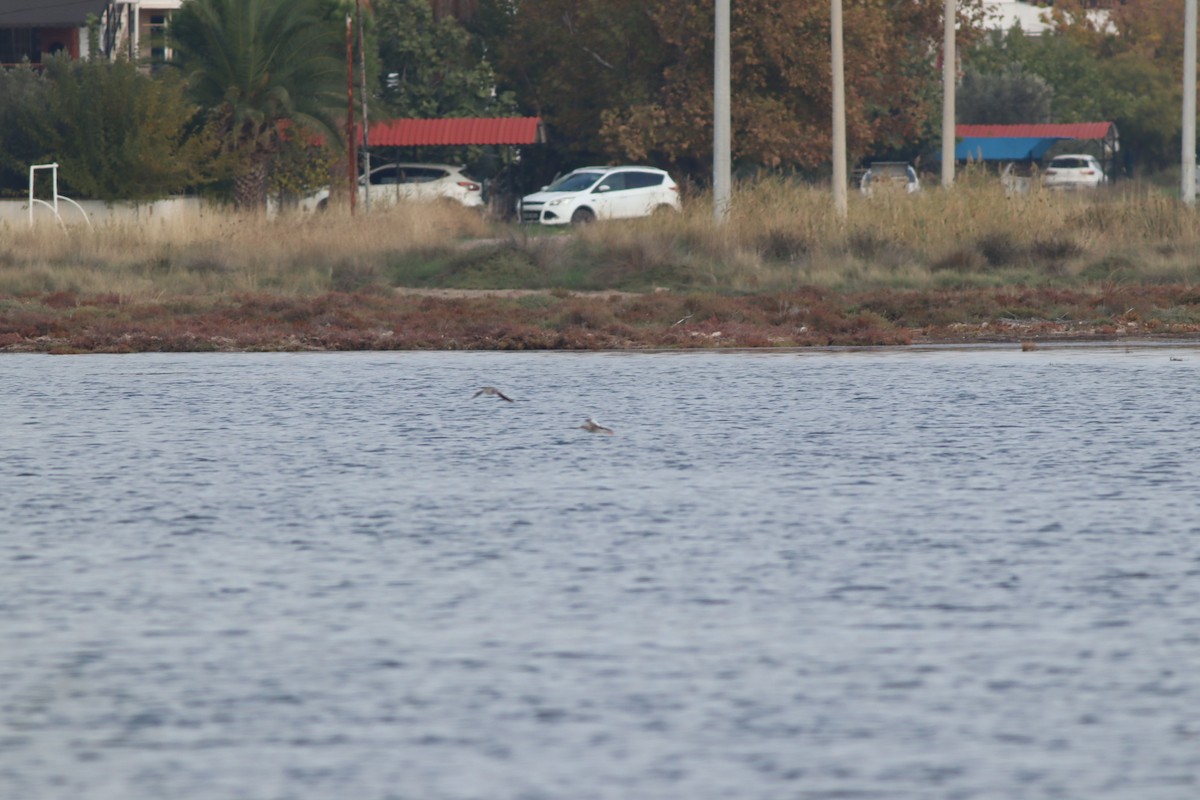 アカアシシギ - ML644704528