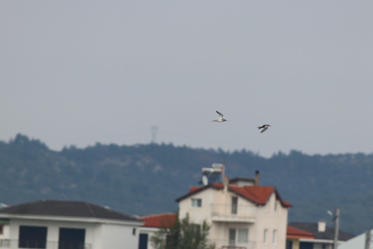 アカアシシギ - ML644704530