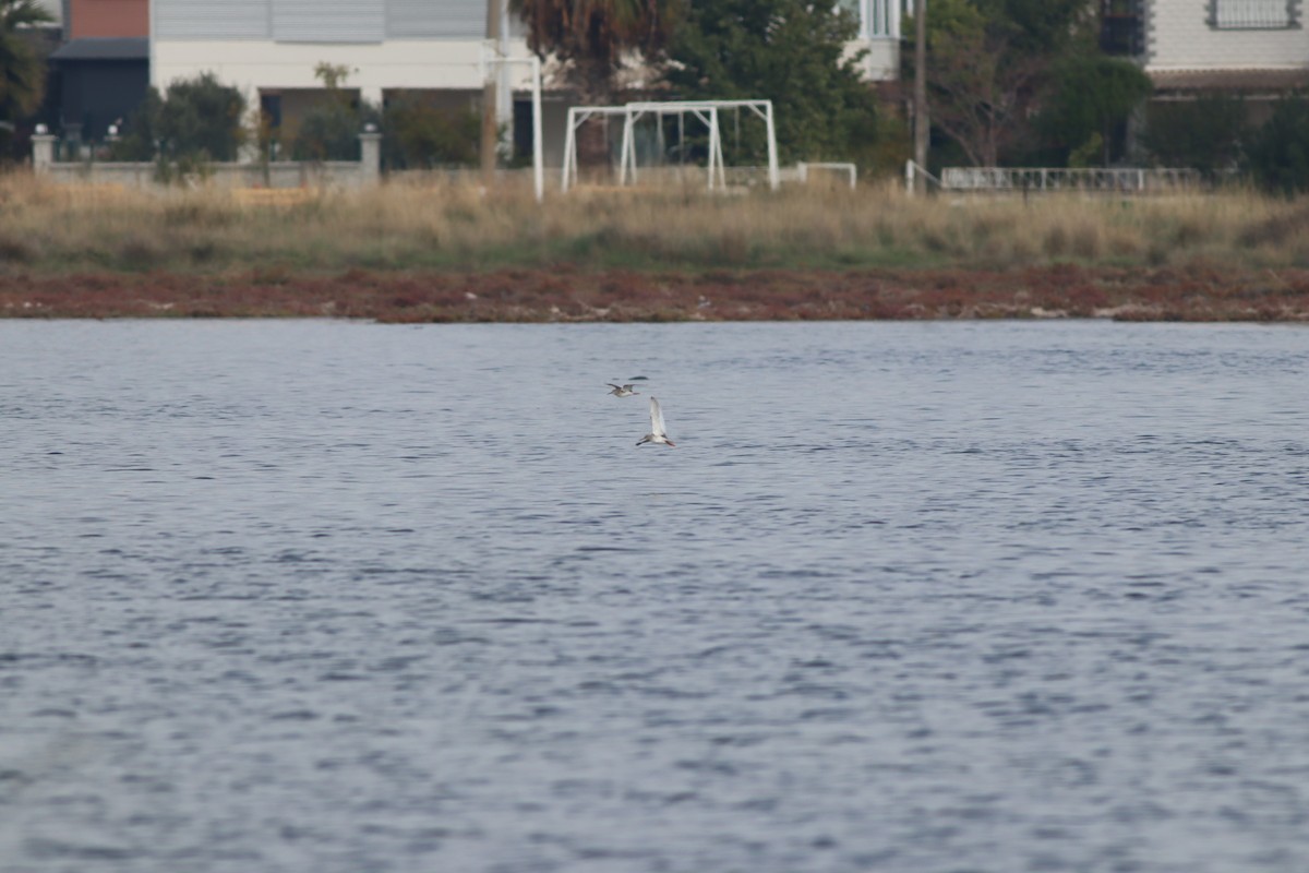 アカアシシギ - ML644704531