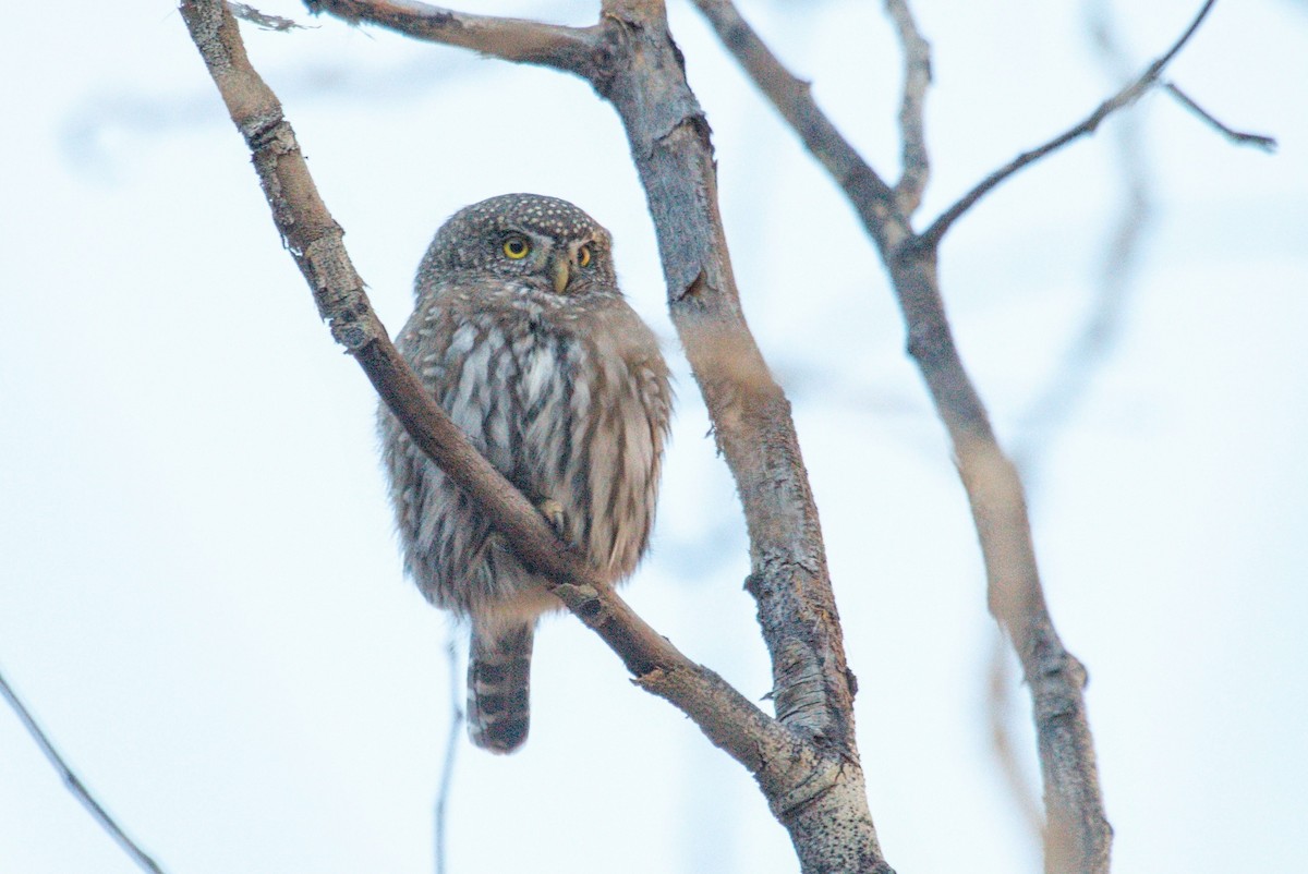 Northern Pygmy-Owl - ML644704533