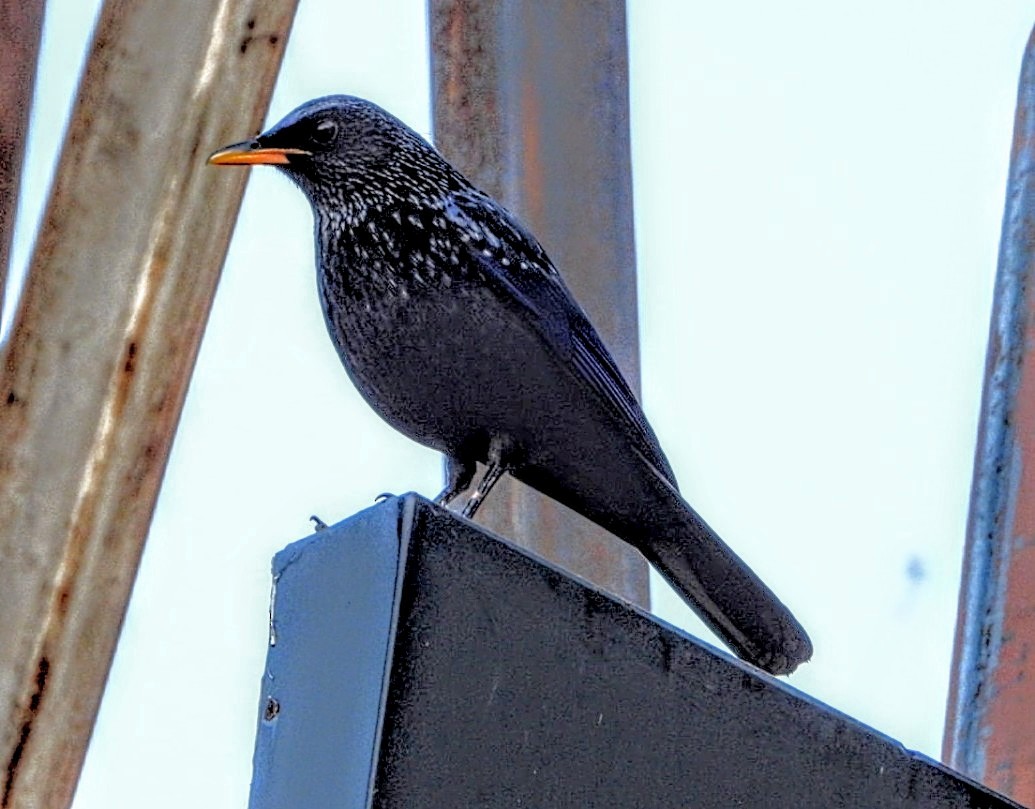 Arrenga siffleur - ML644704534