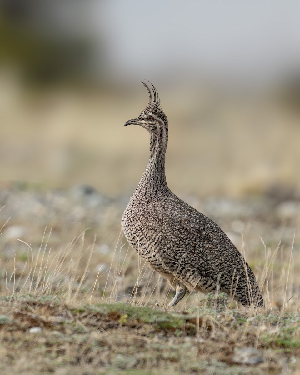 Elegant Crested-Tinamou - ML644704538