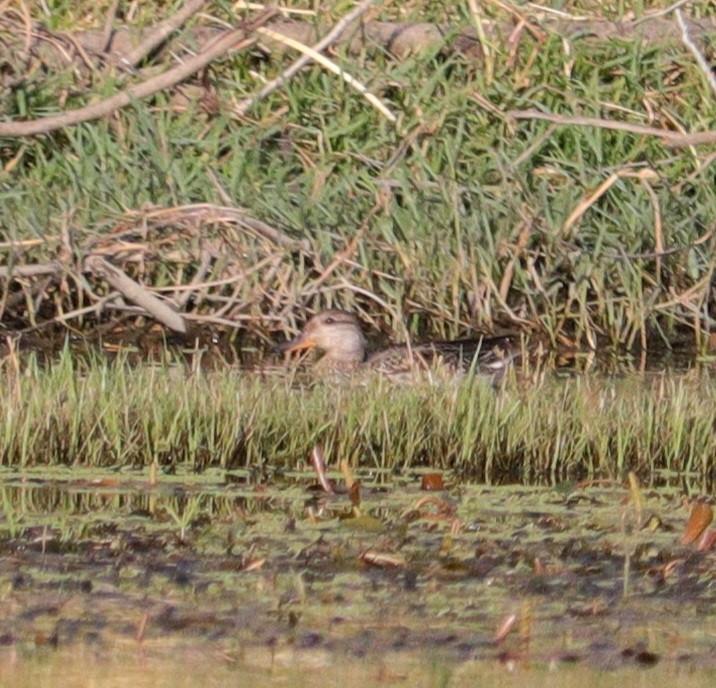 オカヨシガモ - ML644704539