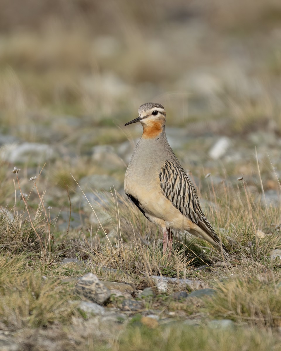 Tawny-throated Dotterel - ML644704543