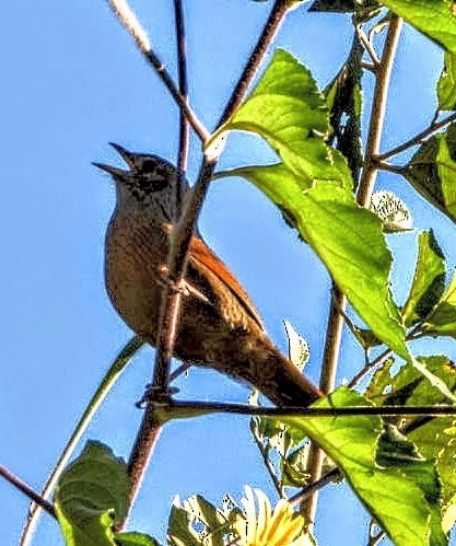 Streaked Laughingthrush - ML644704547