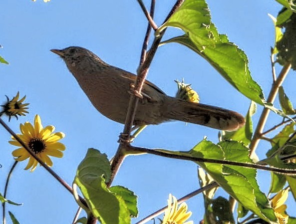 Streaked Laughingthrush - ML644704557