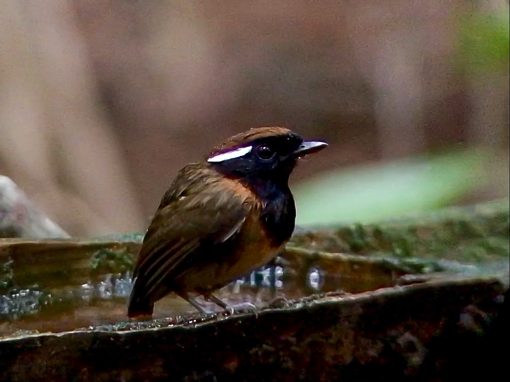 Conopophage de Snethlage - ML644704566