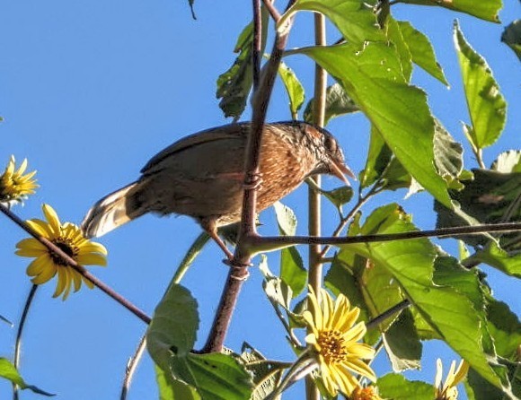 Streaked Laughingthrush - ML644704570