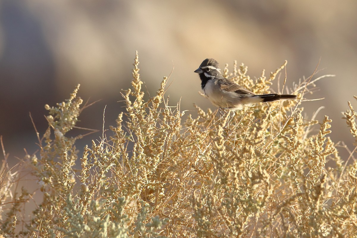 Black-throated Sparrow - ML644704578