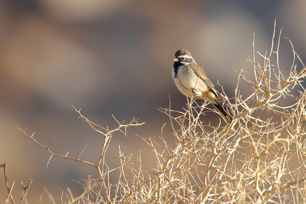 Black-throated Sparrow - ML644704579
