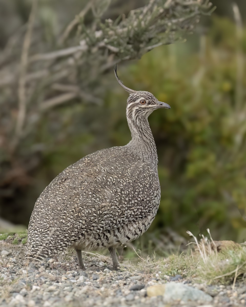 Elegant Crested-Tinamou - ML644704581